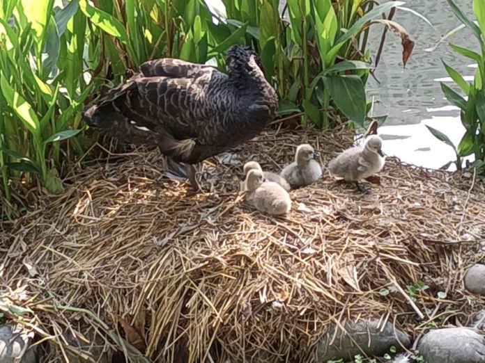 中市秋紅谷公園環境優美、生態景觀豐富，2對黑天鵝11月再添6隻鵝寶寶，喜獲麟「鵝」，市府建設局呼籲民眾，愛護勿驚擾。（圖：中市府提供）