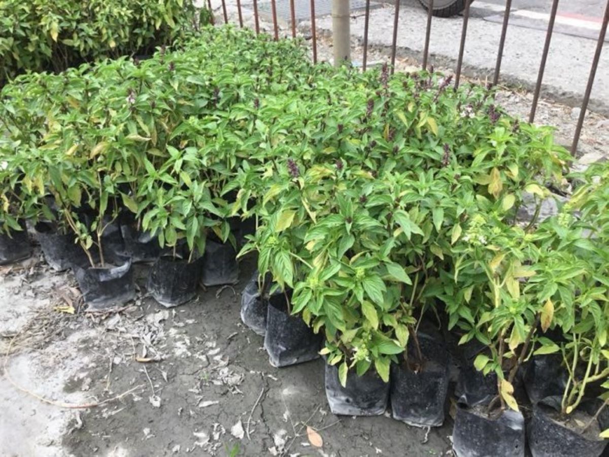 九層塔容易生長繁殖,民眾常用盆栽或花圃種植。(圖:民眾提供)