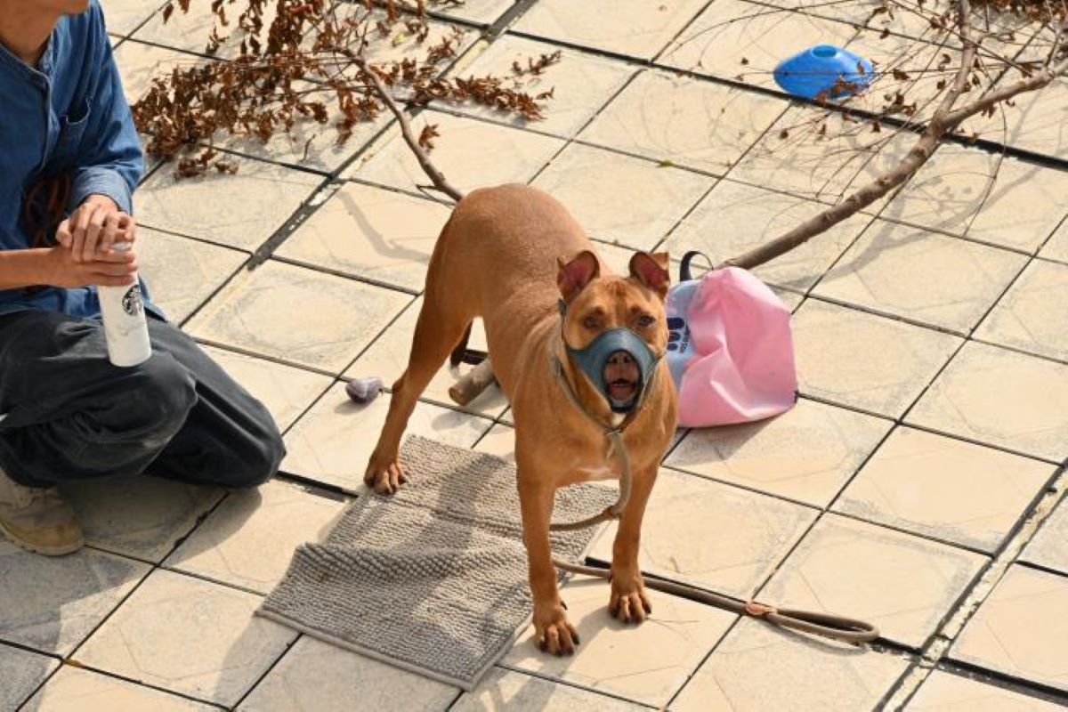 比特犬11天咬傷2騎士　法律白話文營運長代父道歉發5點聲明