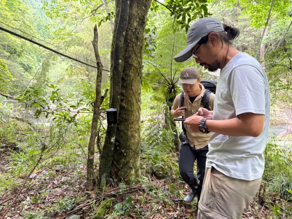 黑影啃食桂竹筍嚇壞居民　專家研判並非黑熊是「牠」