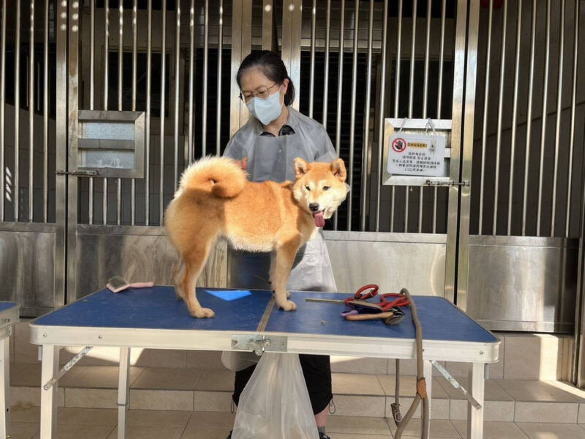 狠心主人惡意丟棄16隻柴犬　罰41.5萬列「禁養黑名單」